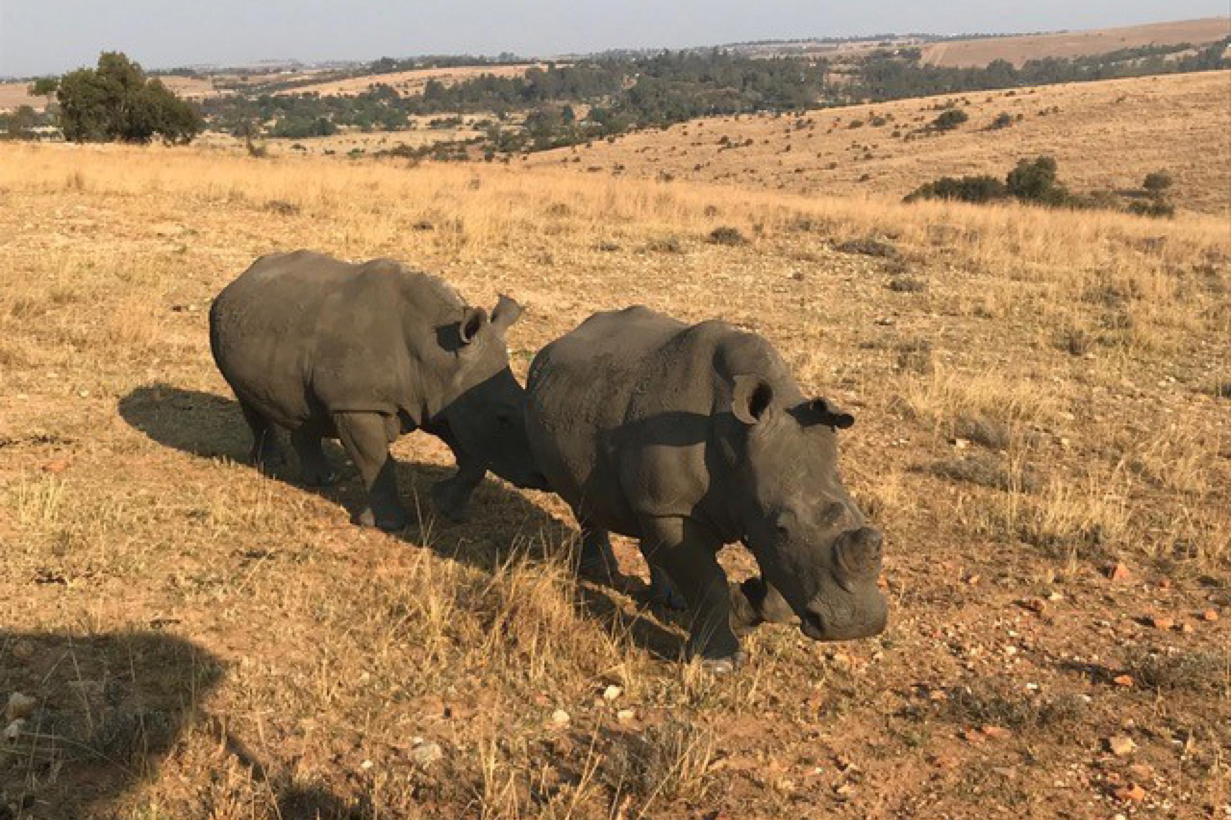 Rhinos grazing on plains