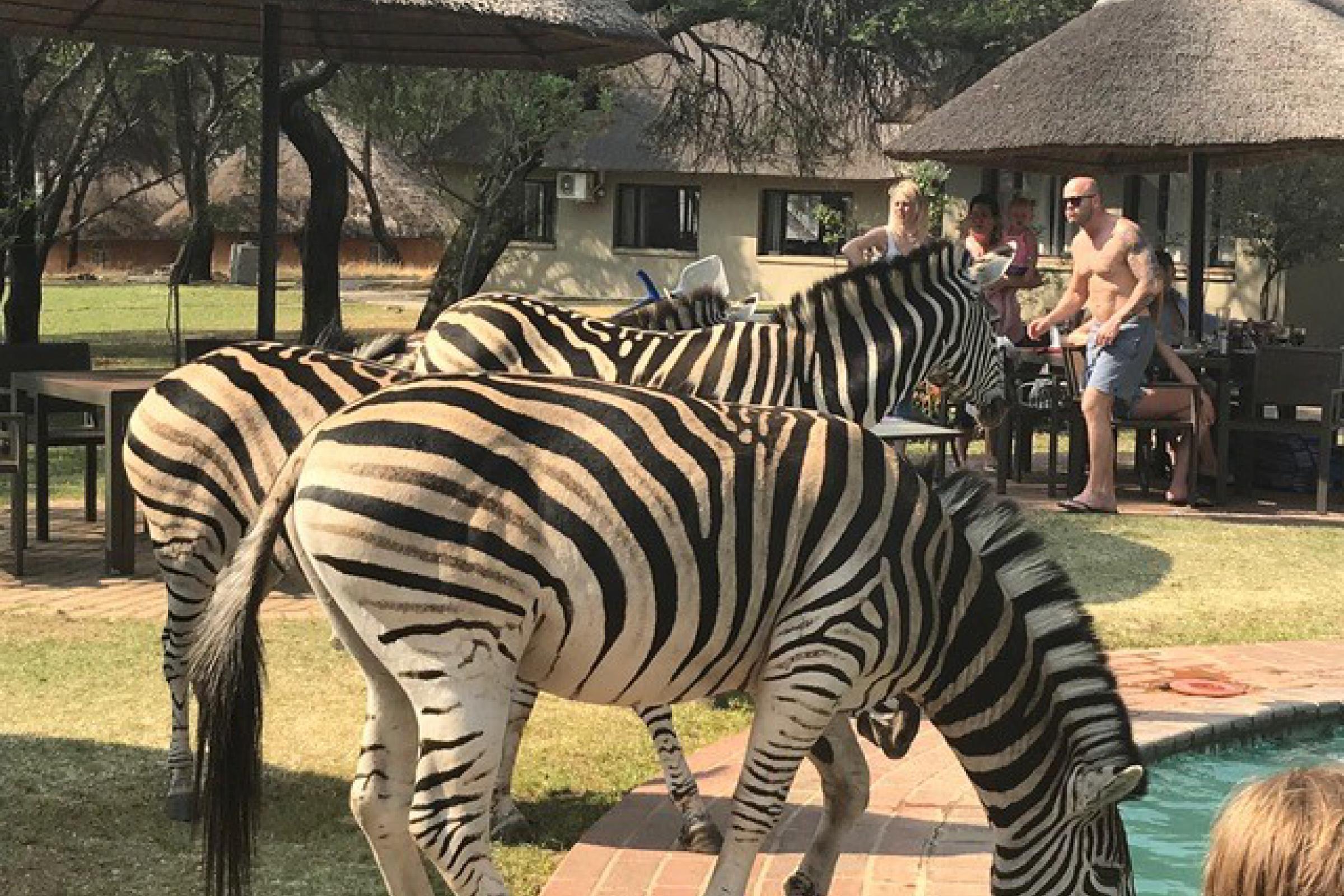 Zebras drinking from a swimming pool